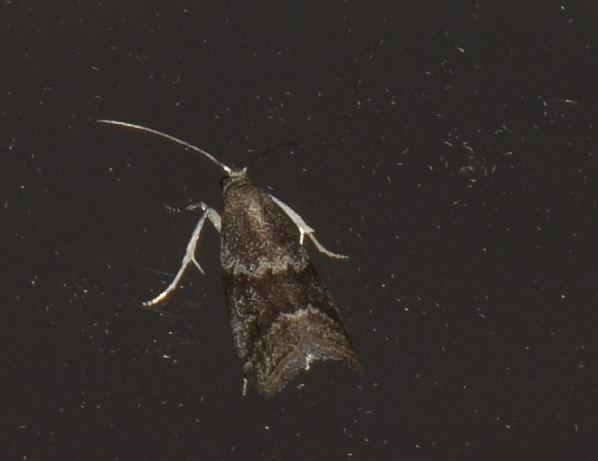 Assara terebrella (Pyralidae)?